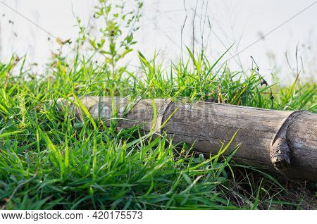 The Picture Of A Bamboo Piece Laid On A Green Meadow During The Evening Of The Day. The Light Of The