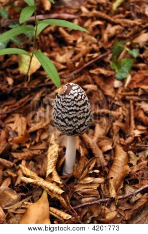 Mushroom