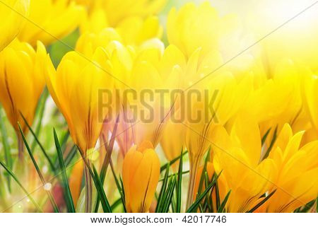 Crocuses สีเหลืองในแสงแดดที่สวยงาม