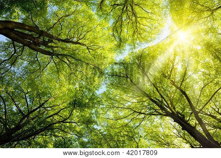 Sun Shining Through Treetops