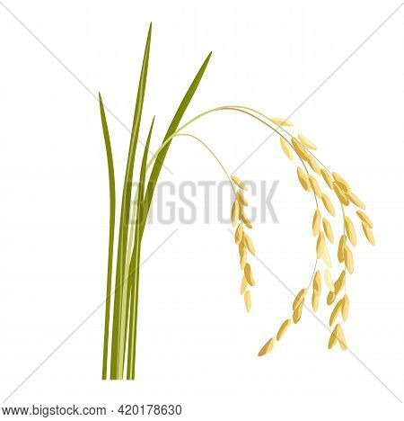 Rice Sprouts Vector Stock Illustration. A Cereal Plant With Grains On The Stem Grown In The Field. T