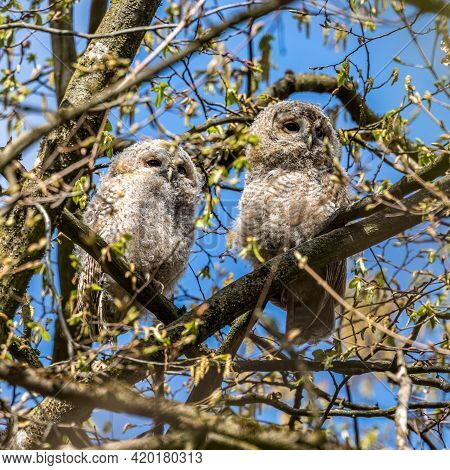 Juvenile Tawny Owls, Strix Aluco Perched On A Twig. This Brown Owl Is A Stocky, Medium-sized Owl Com