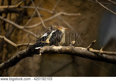 Couple In Love Guira Cuckoo Sitting On A Branch, Wildlife