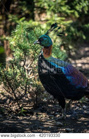 Incredibly Beautiful Himalayan Monal Walks In The Park, Wildlife