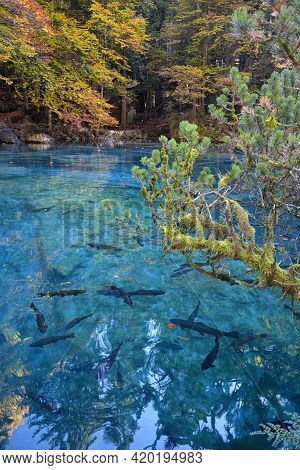 Blausee Lake Surface In Switzerland In Autumn