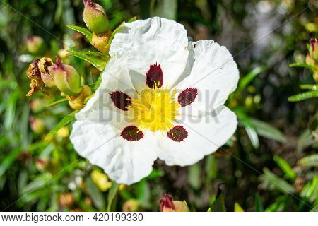 Close-up Of The Sticky Rockrose Flower, With White And Purple Petals On A Background Of Grass In A P