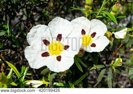 Close-up Of The Sticky Rockrose Flower, With White And Purple Petals On A Background Of Grass In A P