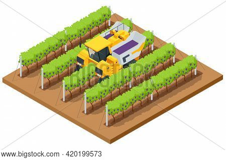 Isometric Mechanical Grape Harvester Works By Beating The Vine With Rubber Sticks To Get The Vine To