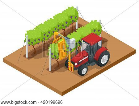 Isometric Mechanical Grape Harvester Works By Beating The Vine With Rubber Sticks To Get The Vine To