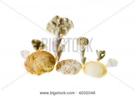 Shell ø