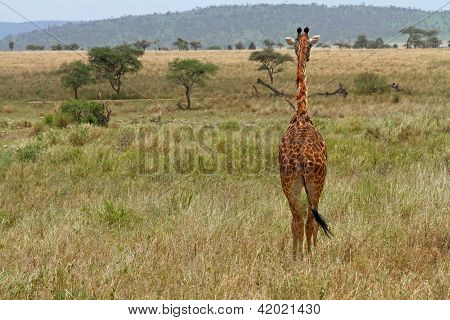 Giraffe vor Weg in die Gras-Ebenen
