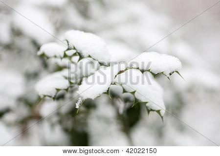 Ilex Aquifolium With Snow