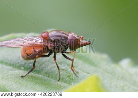 Closeup Of A Common Snoutfly , Rhingia Campestris On A Green Leaf