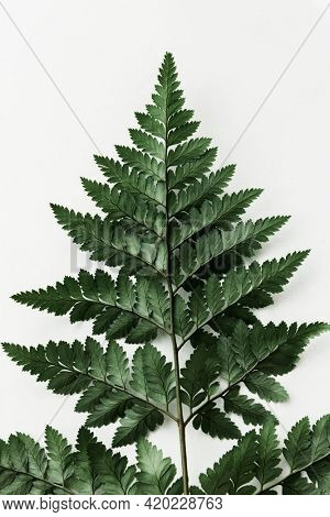 Fresh green leatherleaf fern isolated on an off white background