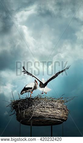 Beautiful Storks Against Dramatic Background, Male And Female Stork