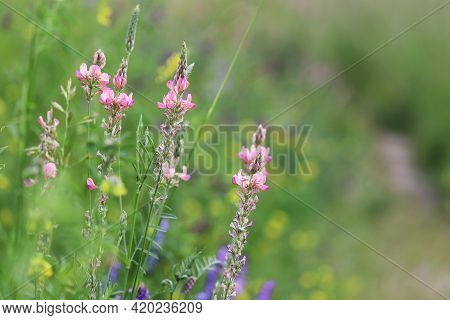 Summer Meadow With Wildflowers And High Green Grass. Colorful Nature With Pink Sainfoin Flowers For 