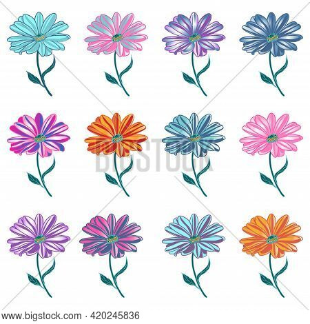 Vector Set Of Twelve Stylized Osteospermum Flowers In Multicolored Colors On A White Background