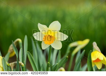 Daffodil (narcissus) Variety Sempre Avanti Blooms In A Garden. Close Up.