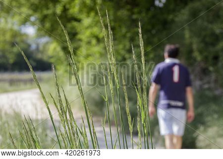 Costermano, Italy - 05 11 2021: A Fescue Plant On A Country Path With A Man Walking