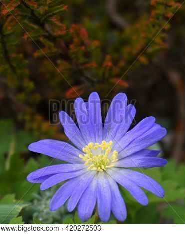 Beautiful Blue Anemone Apennina Flowers On Green Grass Background Close Up.