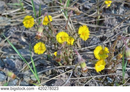 Blooming In Early Spring Bush Coltsfoot. Beautiful Yellow Coltsfoot Flower. Tussilago Farfara.