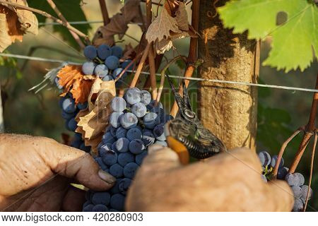 Harvest In A Vineyard At Cannubi In Barolo, Piedmont - Italy