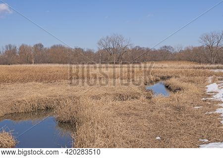 Late Winter In A Marshland At The Springbrook Nature Center In Itasca