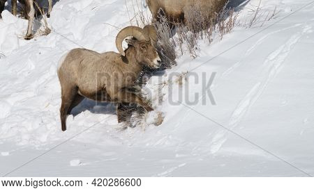 Winter Shot Of A Bighorn Ram Digging In Snow And Feeding On Bushes In Yellowstone National Park