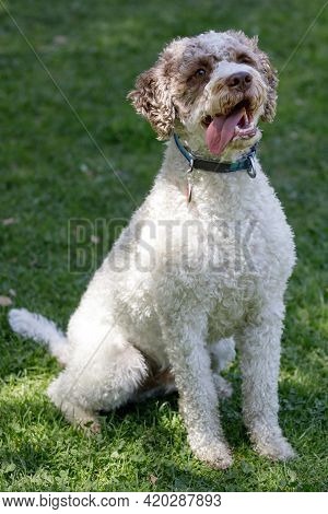 3-year-old Lagotto Romagnolo Puppy Male Sitting And Panting. Off-leash Dog Park In Northern Californ