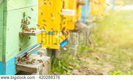 Blossoming Garden With Apiary. Bees Spring Under The Flowering Trees Of Apple Trees. Red Tulips On T