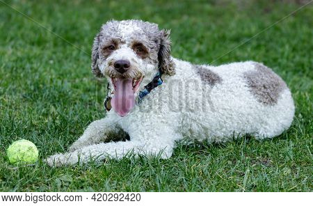 3-year-old Lagotto Romagnolo Puppy Male Lying Down And Resting Near Its Toy. Off-leash Dog Park In N