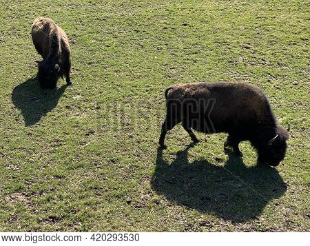 The American Bison (bos Bison Bison), American Buffalo, Der Amerikanische Bison Oder Büffel (bueffel