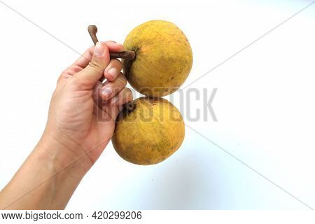 Copy Space Woman Hand Holding Two Ripe Santolor Sentul Fruit (sandoricum Koetjape) Isolated On White