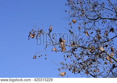 London Plane Branch With Buds, Dry Leaves And Seeds Against Blue Sky - Latin Name - Platanus X Hispa
