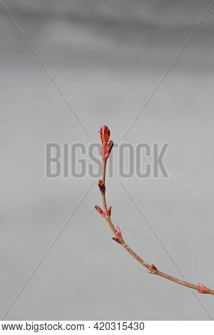 Katsura Japanese Maple Branch With New Leaves - Latin Name - Acer Palmatum Katsura