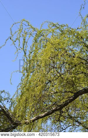Dragons Claw Willow Branches With New Leaves And Flowers Against Blue Sky - Latin Name - Salix Matsu