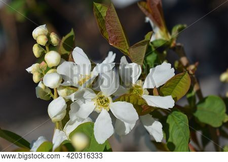 Pearl Bush Snow White - Latin Name - Exochorda Serratifolia Snow White