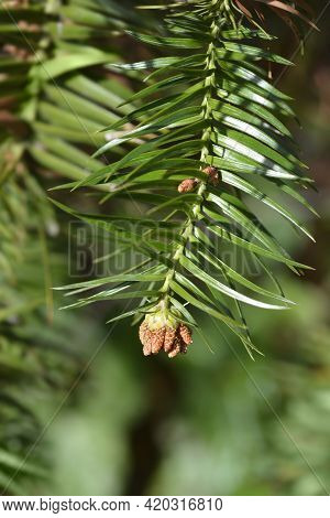 Chinese Fir - Latin Name - Cunninghamia Lanceolata