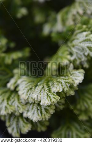 Martenss Spike Moss - Latin Name - Selaginella Martensii