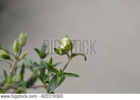 Mountain Sandwort - Latin Name - Arenaria Montana