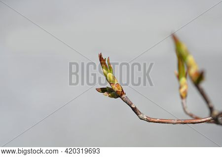 Rhododendron Fireball Leaf Buds - Latin Name - Rhododendron Fireball