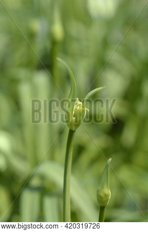 African Lily Amourette White Flower Buds - Latin Name - Agapanthus Amourette White