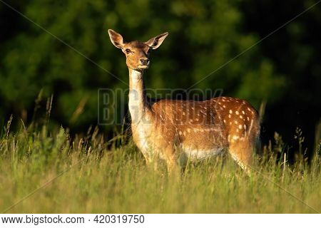 Fallow Deer Hind Standing On Meadow In Summer Evening Sun