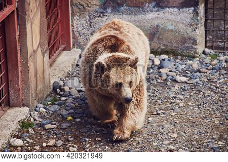 A Rare Hybrid Of A Brown And Tibetan Bear With A White Spot On Its Neck Walks Around The Enclosure. 