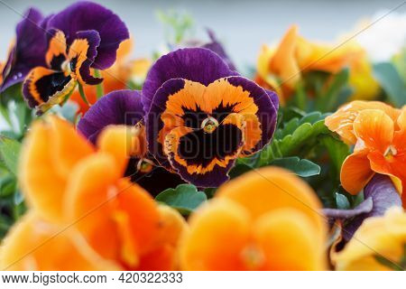 Geranium Odorata Multicolored Orange And Purpl Field Of Flowering Summer Flowers