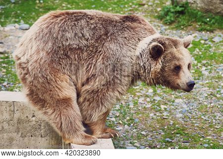A Rare Hybrid Of A Brown And Tibetan Bear With A White Spot On Its Neck Walks Around The Enclosure. 