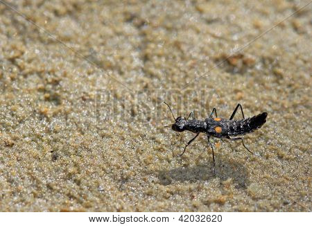 A Kind Of Insects Named Oxytelus Batiuculus, Crawling In The Sand