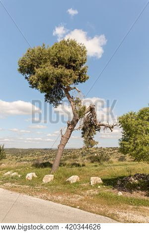 A Large Semi-dry Pine Tree Is Near The Excavations Of The Ancient Burial Caves Of The Sidonian Near 