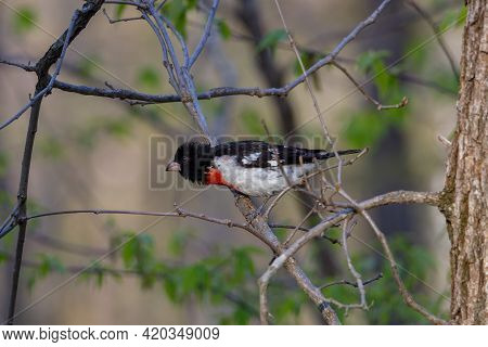 Rose-breasted Grosbeak (pheucticus Ludovicianus) Also Known As A Cut-throat Perched On A Tree Branch