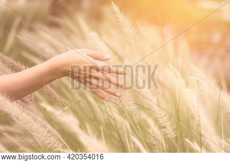 Close Up Woman Hand Running Through Meadow Field With Flowers Grass.